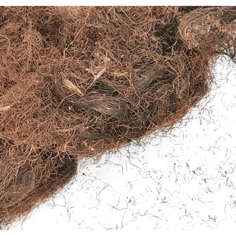 Cornsilk | Zea mays Dried Herbs Herbsmart 