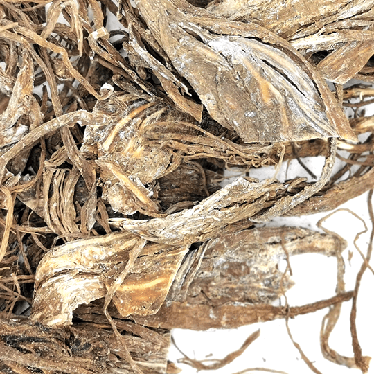 Dang Quai | Angelica sinensis | Herbsmart Dried Herbs Herbsmart 