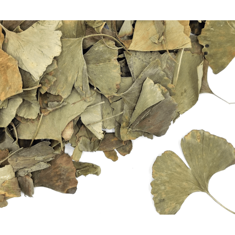 Ginkgo Leaves Whole | Ginkgo biloba Dried Herbs Herbsmart 