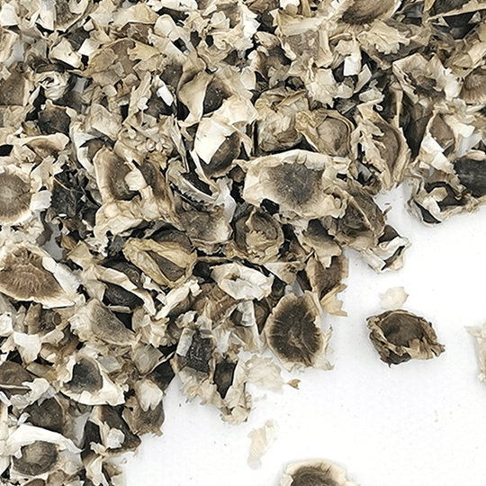 Moringa Seeds | Moringa olefera Dried Herbs Herbsmart 