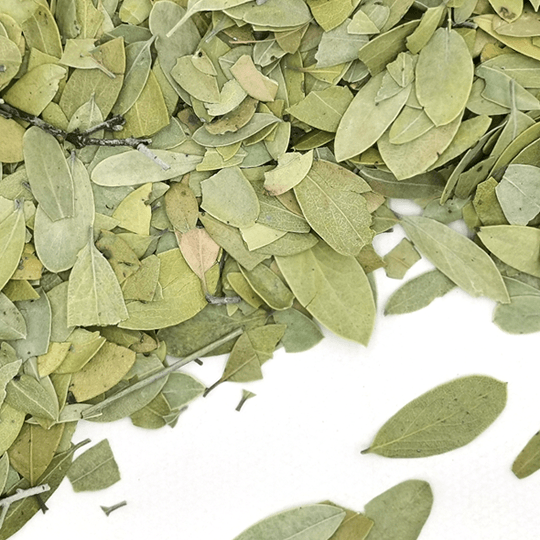 Uva Ursi Leaves | Arctostaphylos uva-ursi | Herbsmart Dried Herbs Herbsmart 